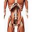 Human Abdominal Muscles Photograph By Sebastian Kaulitzki
