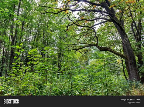 Forest Undergrowth Image And Photo Free Trial Bigstock