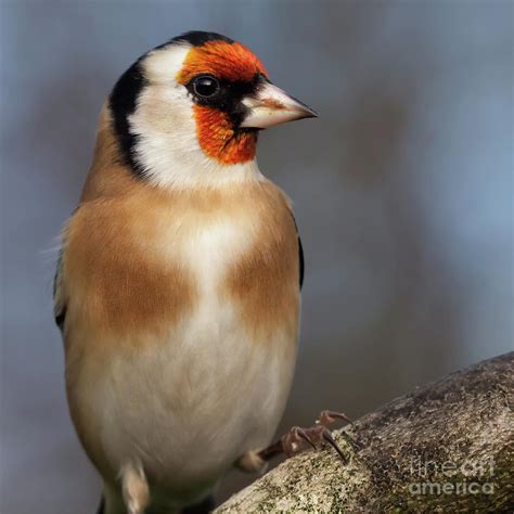 European Goldfinch Bird Close Up Photograph By Simon Bratt Photography Lrps