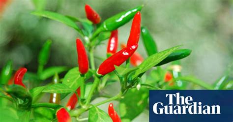 The British Farmers Growing Exotic Crops Food The Guardian