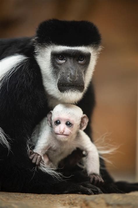 Baby Colobus Monkey Born At St Louis Zoo