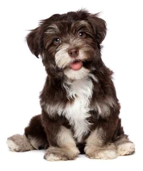 Moyen poodle poptart & havanese jolly jeep are expecting their havapoo (aka havanoodle) puppies april 12th! Havanese Puppies for Sale (Cute, Smart, & Healthy) | VIP ...