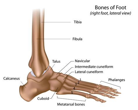 Foot Ankle Bone Anatomy