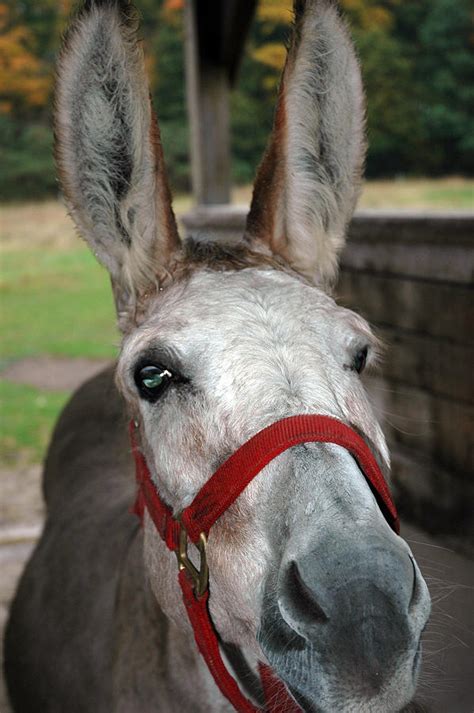 Donkey All Ears Photograph By Leeann Mclanegoetz