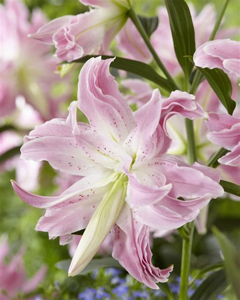 Lilium Andlotus Eleganceand Viibc Bulbsrhs Gardening