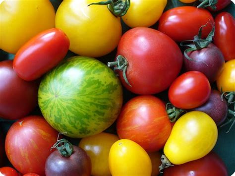 Tomato Glover Nursery