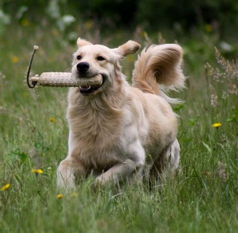 Characteristics, health and breeding details of the retriever (golden), to help you decide if this breed is right for you. Brew - Northwest Goldens, Breeder of Golden Retrievers