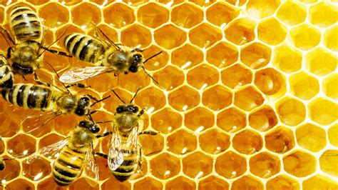 Bee Honey Comb Myconfinedspace