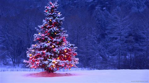 Christmas Tree In Snow Wallpaper Christmas Lights 2021