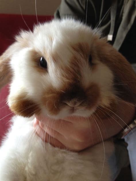 75 Photos Of Irresistibly Cute Bunnies That Will Put A Smile On Your