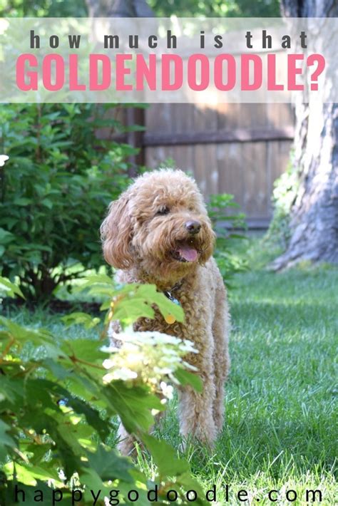 It is easy to make as well and it will taste just like the one you can buy at your local mcdonald's store. How Much Are Goldendoodles? The "Doodles And Cents" Behind ...