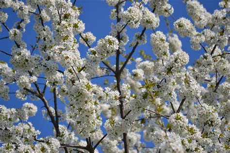 Fotos Gratis árbol Naturaleza Rama Flor Blanco Florecer