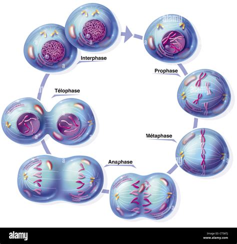 Mitosis Hi Res Stock Photography And Images Alamy