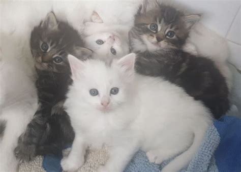 Beautiful Turkish Van Kittens For Sale Ukpets