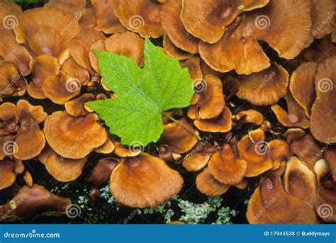 Maple Leaf On Mushrooms Stock Photo Image Of Outdoors 17945538