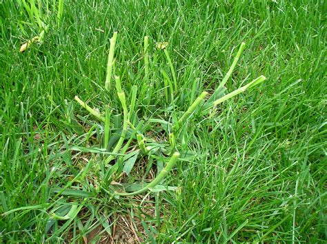 Lawn Grass Weed Identification Ask Extension