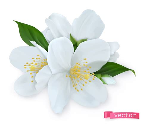 Jasmine Flowers Images Free Vectors Stock Photos And Psd