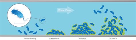 How To Control Biofilm In Irrigation Systems Sustainably