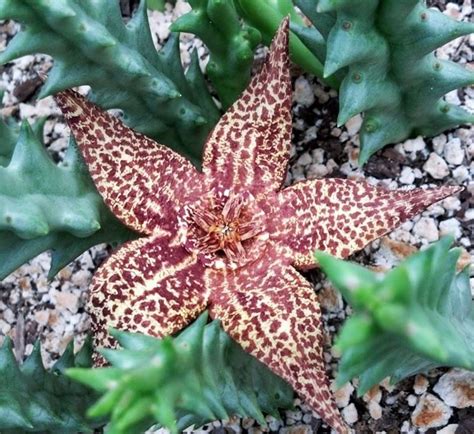 Il lampranto è una pianta succulenta perenne di dimensioni contenute. Piante grasse con fiori - Piante Grasse - Piante grasse fiorite