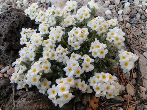 White Five Petal Flower Yellow Center Best Flower Site