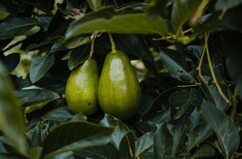 However, you should use common sense when offering your cat a little bit of avocado. Can Dogs Eat Avocados? Are Avocados Safe For Dogs ...