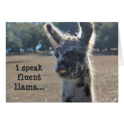 If you hand over a hilarious birthday card, they'll probably think you're the next big comedian. Funny Llama Birthday Card, I speak fluent llama... | Zazzle