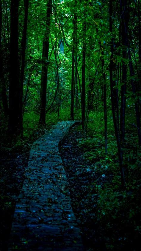 A Dark Path Source Beautiful Forest Forest Path Paths