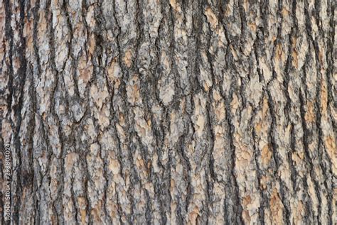 Pine Tree Bark Texture With Beautiful Pattern Stock Photo Adobe Stock