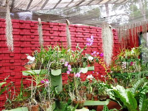 Philipveerasingam The Orchid House Botanical Gardens Peradeniya