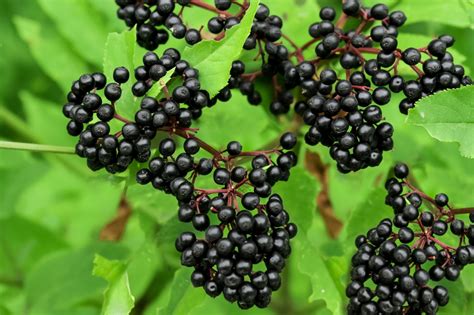 How To Grow And Care For Elderberry Trees