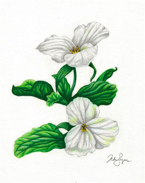 White Trillium Giclée Botanical Illustration Print Etsy