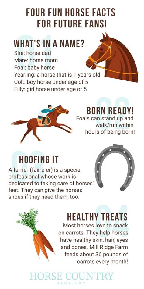 Visit Horse Country Fun Facts For Future Horse Fans