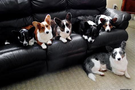 Cardigan Welsh Corgi Puppies Rescue Pictures Information