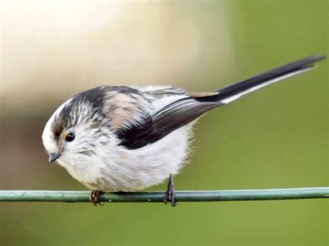 Most Common Garden Birds Guide To Garden Birds In The Uk Saga