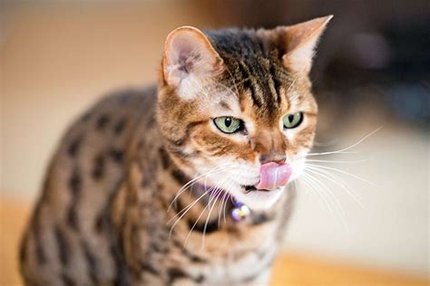 Bengal Cat Breed Information And Characteristics Daily Paws