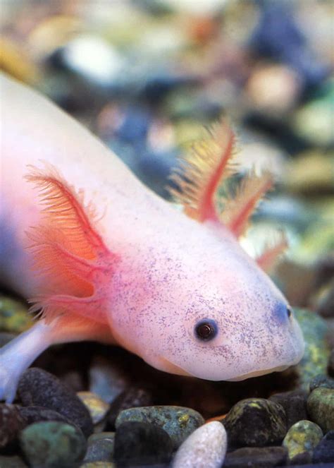 68 Axolotl Facts Ultimate Guide To The Adorable Mexican Walking Fish