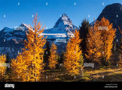 Mount Assiniboine And Golden Larches In Fall Mount Assiniboine