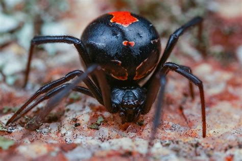 Is The Black Widow The Deadliest Spider The Two Most Dangerous Spiders In Florida Dengarden