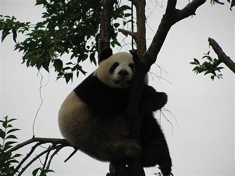 Animals Wallpapers Panda Cool Facts And Funny Pictures Of Pandas