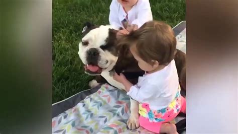 Loving Pets Dogs And Babies Playing Together 🐶👶🏻 Compilation 4