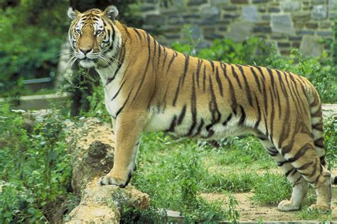 Filetiger Panthera Tigris Wikimedia Commons