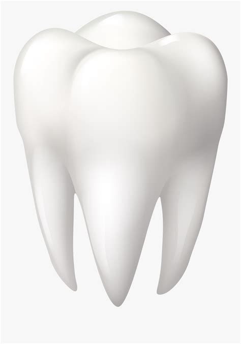 Tooth Molar Png Clip Art Molar Clipart Free Transparent Clipart