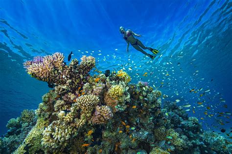 Where To Find The Best Scuba Diving Sites In The Middle East Lonely