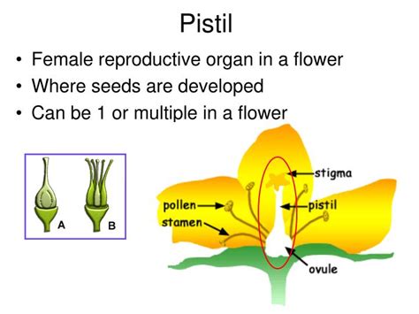 Ppt Plant Vocabulary Powerpoint Presentation Id1589276