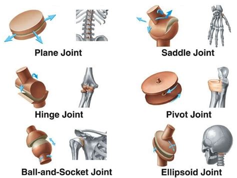 Joints Types And Function Nerve Supply Of Joints And General Features Of