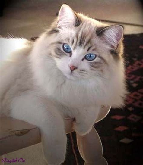 Latest Photo Ragdoll Cats Red Tips The Big Floppy Ragdoll Is A