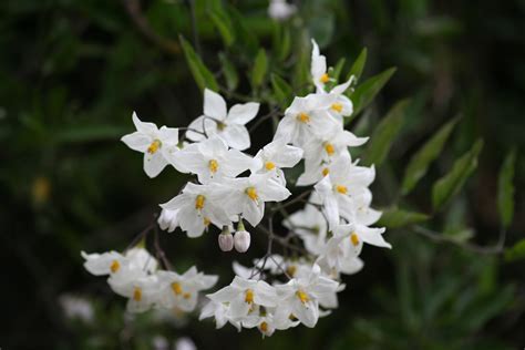 Elegant White Flowers Names And Images Top Collection Of Different