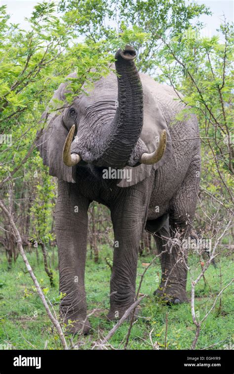 African Elephant Loxodonta Africana With His Trunk Raised In Threat