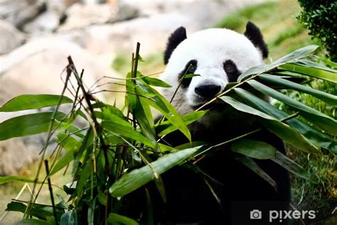 Fototapeta Obří Panda Je Jíst Bambus Pixerscz