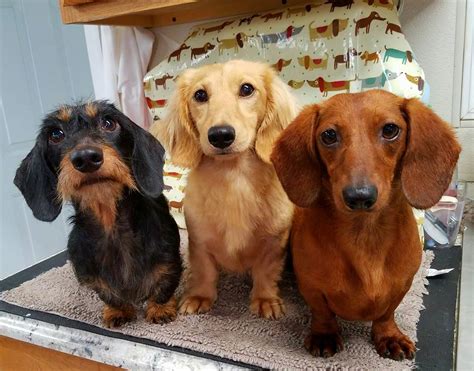 According to the dachshund breed council, double dapple is the color of a dog that is the result of mating two dapple dachshunds together. From left to right: Ghoulie, Fritz and... - Heartland ...